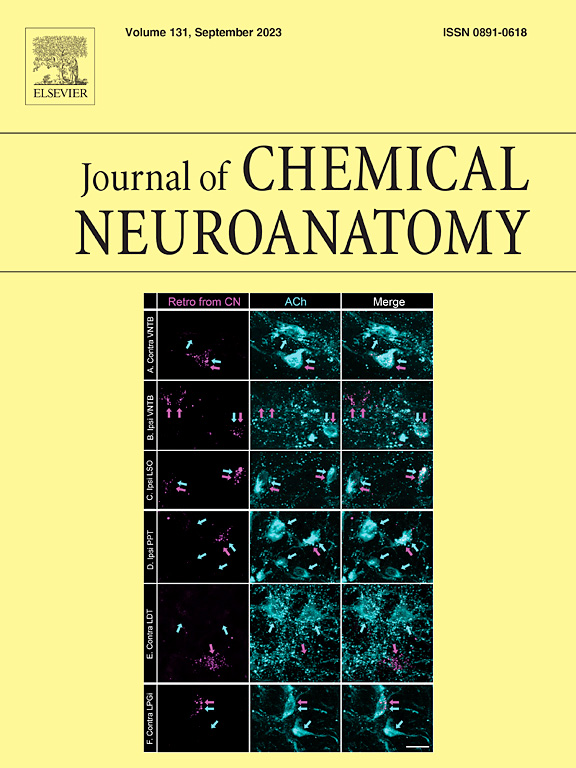 Cover of Volume 131, Sept 2023, Journal of CHEMICAL NEUROANATOMY, yellow background with a figure panel of neurons labeled red "Retro from CN," neurons labeled blue "Ach," and the merged image showing overlap