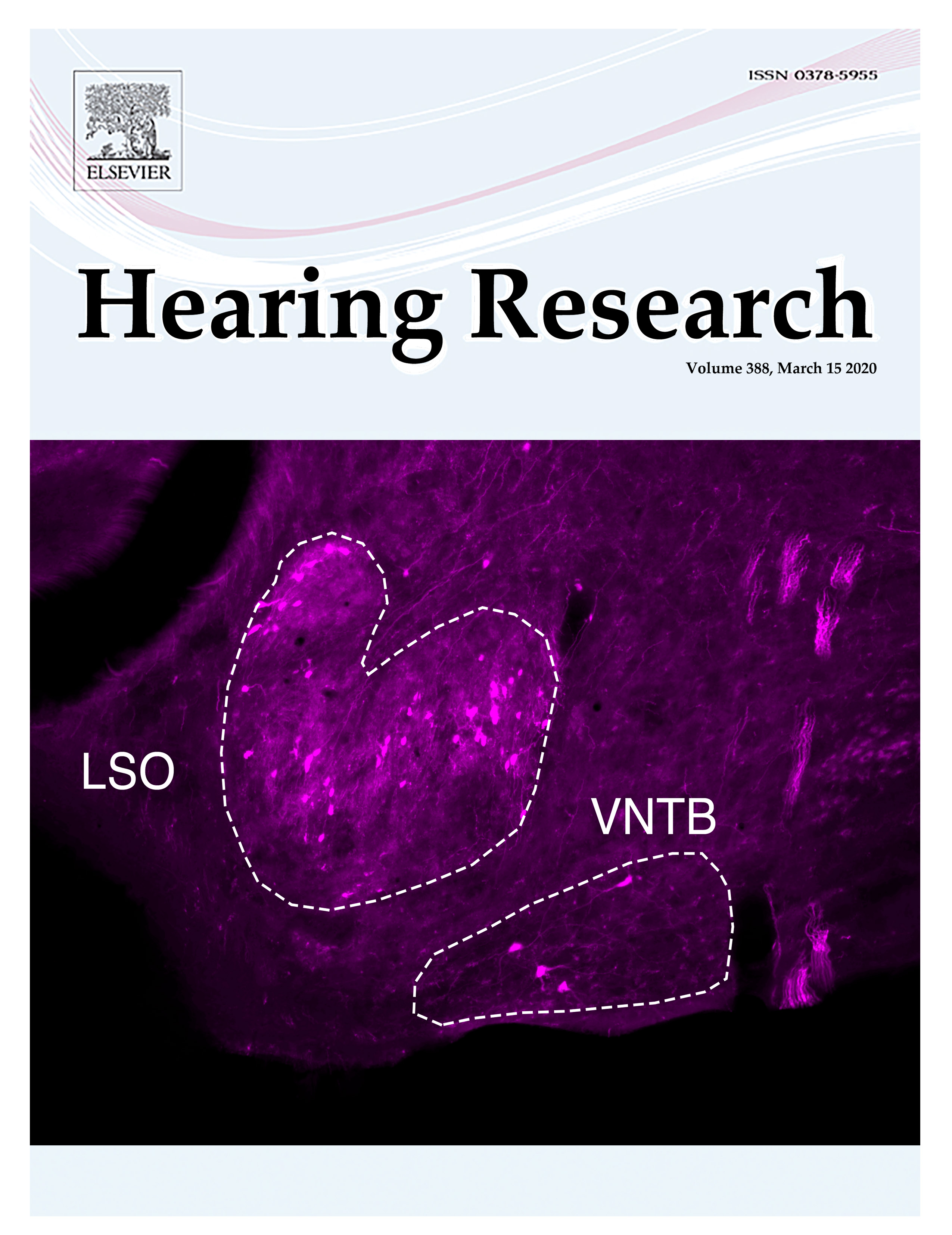 Cover of Hearing Research, Volume 388, March 2020, featuring a microscope picture of magenta-labeled neurons in the LSO region
